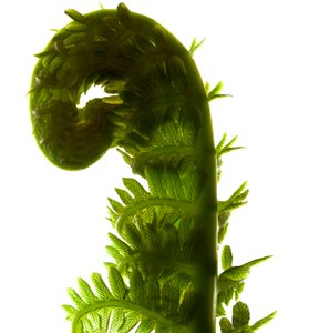 Fern Curve, 2009, (digitalt fotogram, digitalt originaltryck)